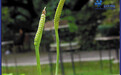 瓶尔小草长得像“虫草”
