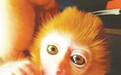 北京市园林局:家庭饲养宠物猴非法 数量多者将判刑
