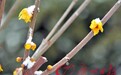 明清400年小冰期 广州曾降雪11次