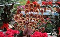 【高清组图】新春花卉扮靓石河子