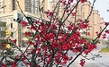 春季赏花正当时 璧山公园花正艳
