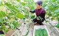 农民接单忙