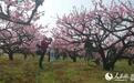 高清组图:孝感孝南主打赏花游 郁金香桃花朵朵开