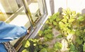 通州一3岁男童 从16层楼坠亡