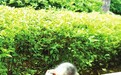 钟灵的“闪电貂”金山公园游玩