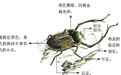 它曾一度灭绝 今又频现八闽