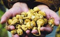 食用玛卡,哪种方法最正确?
