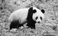 人工繁育大熊猫成活率88%(美丽中国·数据)