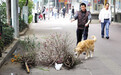 不买年花年桔租花过年好么?
