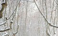 2月3日 雪花还会来“敲门”