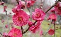 南京梅花山梅花迎来盛花期 珍贵墨梅值得观赏