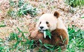 七仔很壮 很野 也很乖