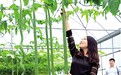 永川首家生态餐厅 吃饭时转身就能摘草莓