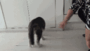 壁纸 动物 狗 狗狗 280_158 gif 动态图 动图