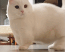 短腿猫动态表情包分享展示