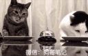 猫咪饿了就按铃铛,但灰猫你是不是按错地方了-手机