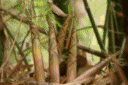 壁纸 风景 植物 桌面 900_600 gif 动态图 动图