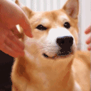 【gif分享】doge的脸到底有多好捏?可能只有捏过的人