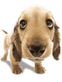 睡姿并不是让人担心的,值得担心的是,小主人尿床了,这猫咪就