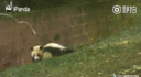 征服全世界男神女神的大熊猫!看完它们的日常好想抱住