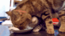 猫妈妈亲自为小奶猫示范如何喝奶