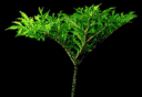 壁纸 盆景 盆栽 植物 蕨类 300_208 gif 动态图 动图