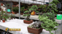 盆景 盆栽 植物 500_279 gif 动态图 动图