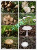 几种常见的毒蘑菇