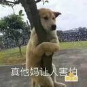 搞笑图片:相信我,用这组表情包可能会被一群人吊起来!
