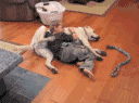 壁纸 动物 狗 狗狗 400_297 gif 动态图 动图