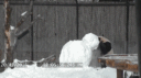 这只大熊猫玩雪人的视频让外国网友看呆了