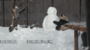 这只大熊猫玩雪人的视频让外国网友看呆了