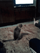 爆笑gif图:罩杯的力量!听说只有少数妹子体会得到