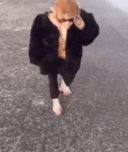 厉害了我的猴哥↓