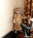 如何迅速捕获一只喵星人,你学会了吗?