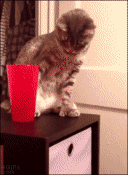 [gif动图]陛下这是今天的萌猫动图 喵钟摆(13m)