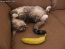 [gif动图]陛下这是今日的萌猫 地球实在太恐怖|19m
