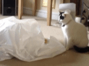 [gif动图]陛下这是今日的萌猫 地球实在太恐怖|19m