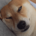 那个金牌狗刨选手maruko还有项绝技,白眼睡觉,睡姿也是醉人.