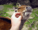 壁纸 动物 狗 狗狗 灵长目 239_190 gif 动态图 动图