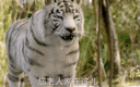 《疯狂动物城》里兔子judy的毛发也就250万根,好像很用心了是不是!