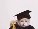 校宠橘猫被全校师生各种投喂，吃太多被学校要求“提前毕业”！