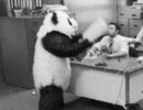 【表情包】这只疯了的熊猫,做表情包真的太合适不过了