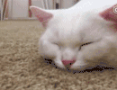 壁纸 动物 猫 猫咪 兔子 小猫 桌面 490_272 gif 动态图 动图