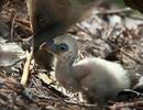 荷兰：一对同性恋兀鹫领养了被遗弃的孤儿鸟蛋