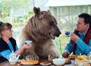 真正“熊孩子”！俄罗斯夫妻不生小孩养熊当宠物(图)