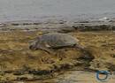 大乌龟搁浅在太平岛礁石，海巡人员把它推回大海(图)