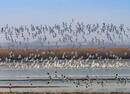 万鸟报春，滨海新区北大港湿地自然保护区迎大批候鸟
