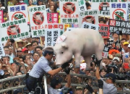 台湾立法院来了一头猪！美猪为啥谁在野谁反对？