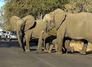 暖心！一群大象协力保护幼崽过马路(图)